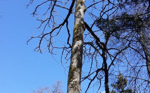 17_Bygaudo uosis1.jpg